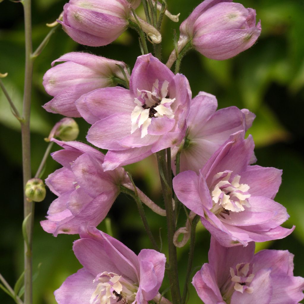 Delphinium Pacific Astolat - Ridderspoor