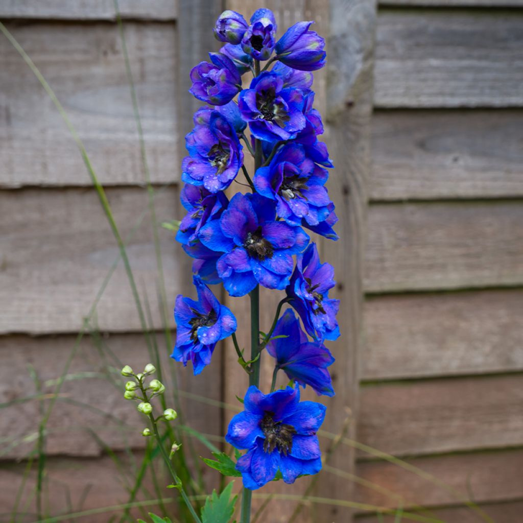 Delphinium Pacific Black Knight - Ridderspoor