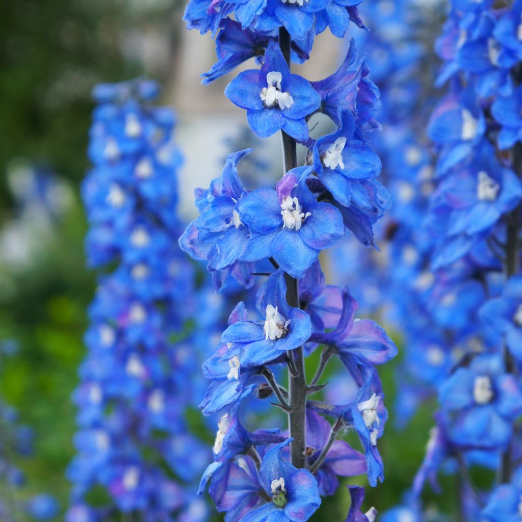 Delphinium Pacific-hybrid Magic Fountain Sky Blue-White Bee - Ridderspoor