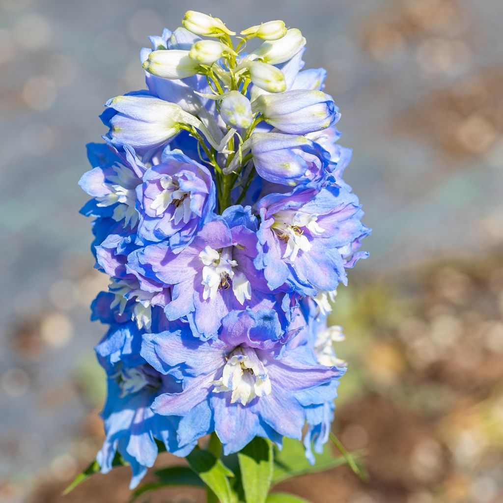 Delphinium Pacific-hybrid Magic Fountain Sky Blue-White Bee - Ridderspoor