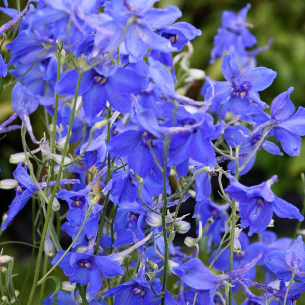 Delphinium belladonna Völkerfrieden - Ridderspoor