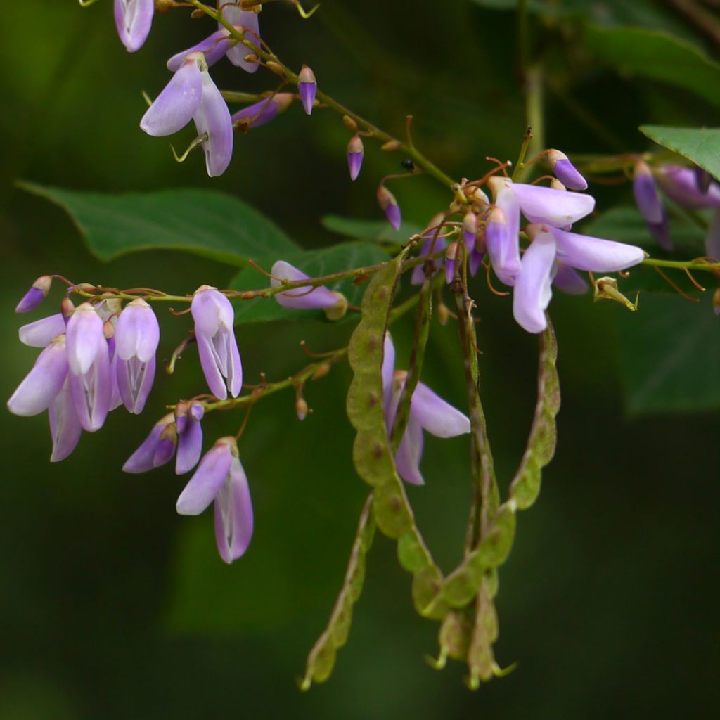 Desmodium elegans - Desmodium elegant