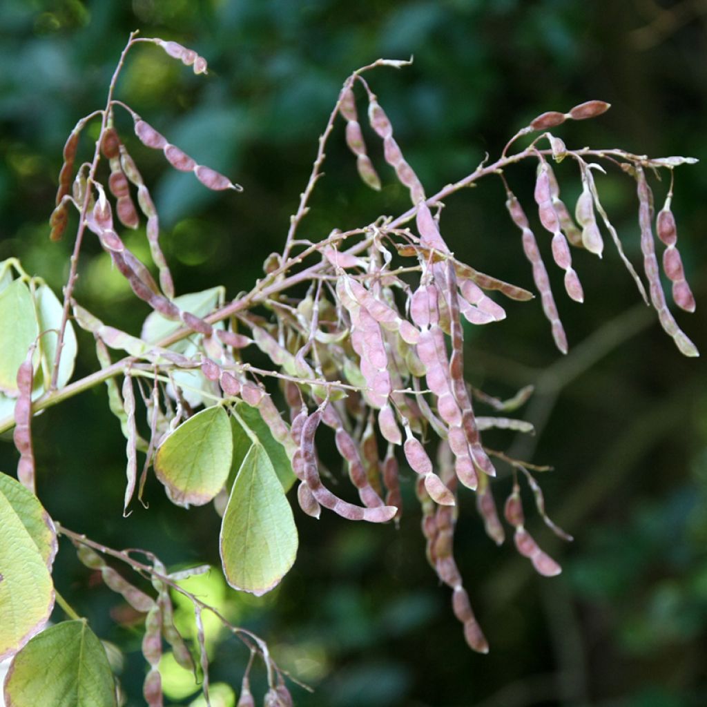 Desmodium elegans - Desmodium elegant
