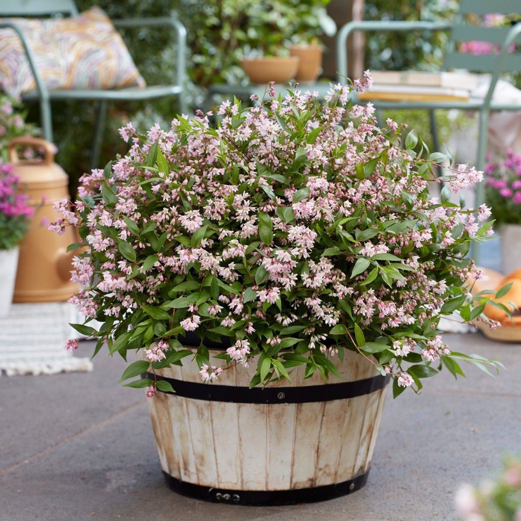 Deutzia Million Stars Pink Carpet - Bruidsbloem