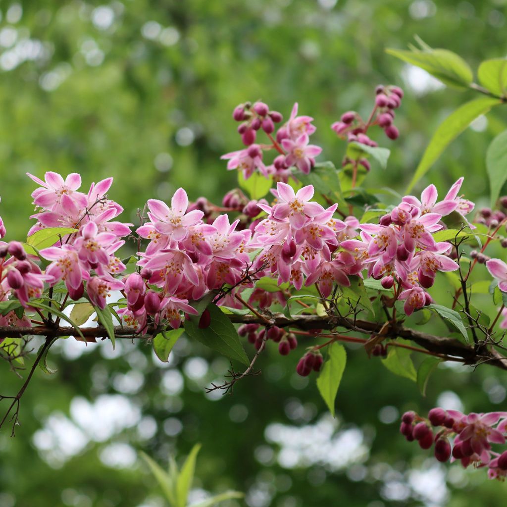 Deutzia Tourbillon Rouge - Bruidsbloem