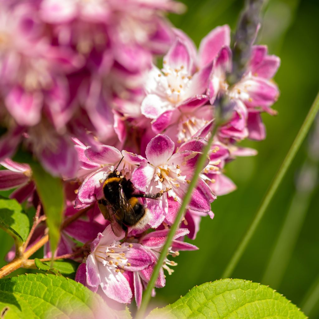 Deutzia Tourbillon Rouge - Bruidsbloem