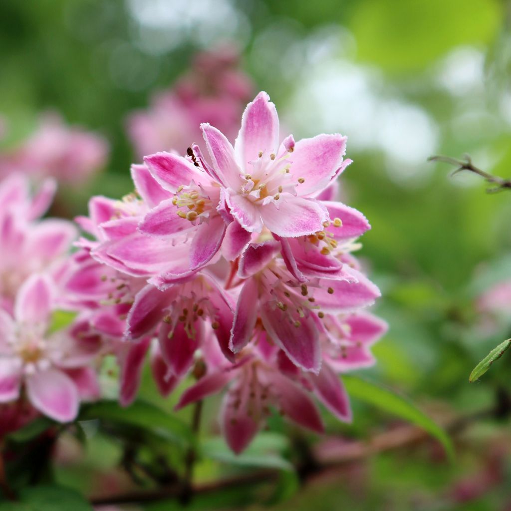 Deutzia Tourbillon Rouge - Bruidsbloem