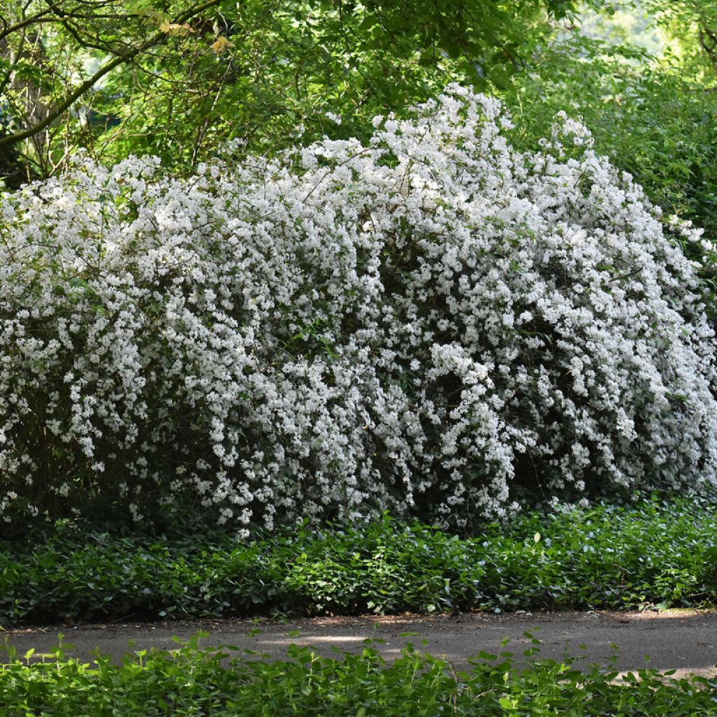 Deutzia crenata Pride of Rochester - Bruidsbloem
