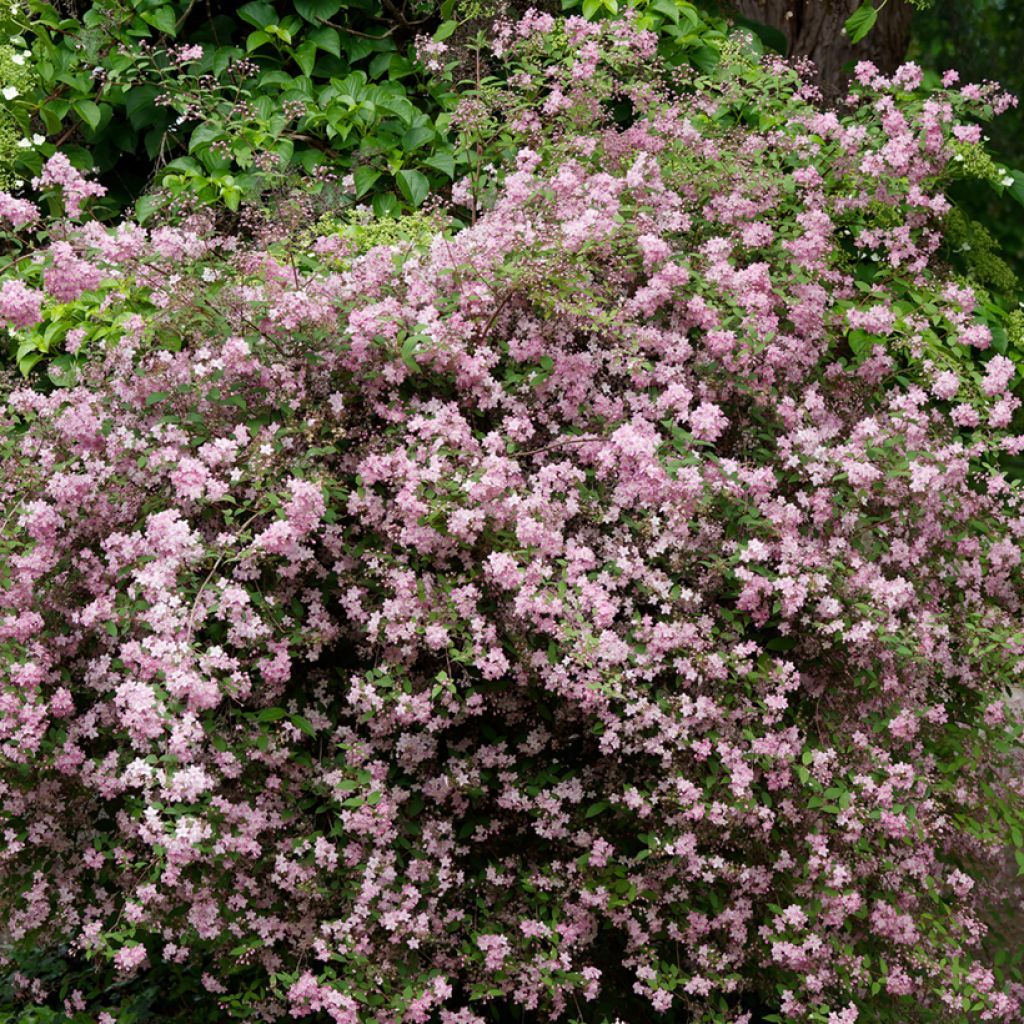 Deutzia elegantissima Rosealind - Bruidsbloem