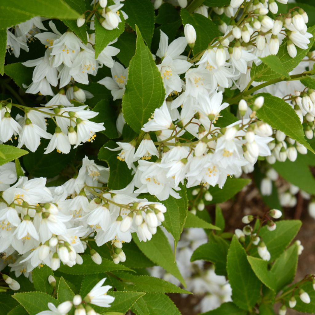Deutzia gracilis - Bruidsbloem