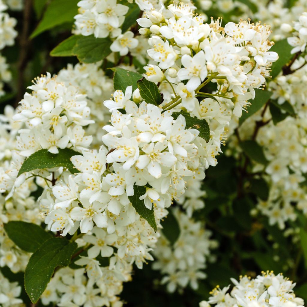 Deutzia gracilis Nikko - Bruidsbloem