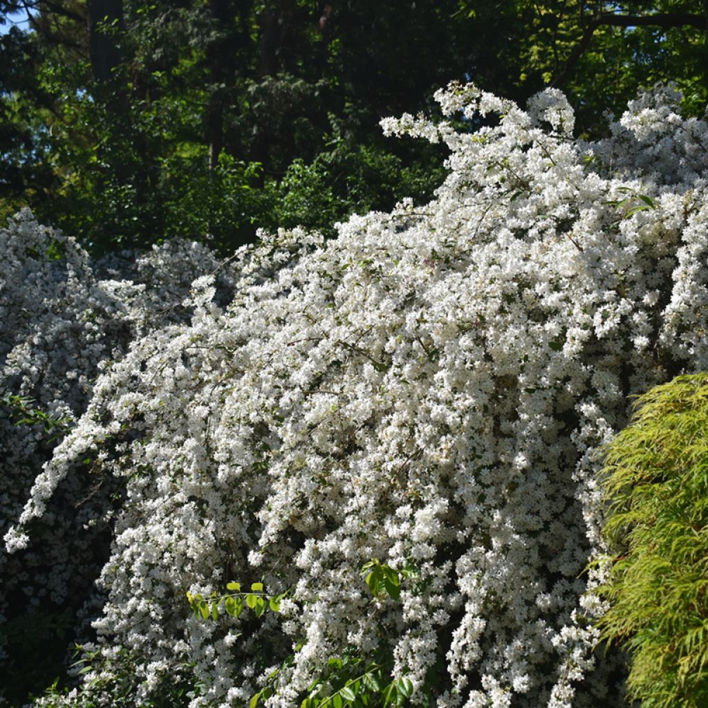 Deutzia gracilis Nikko - Bruidsbloem