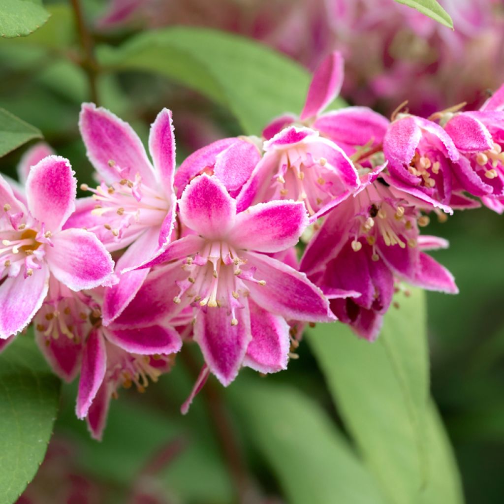 Deutzia hybrida Strawberry Fields - Bruidsbloem
