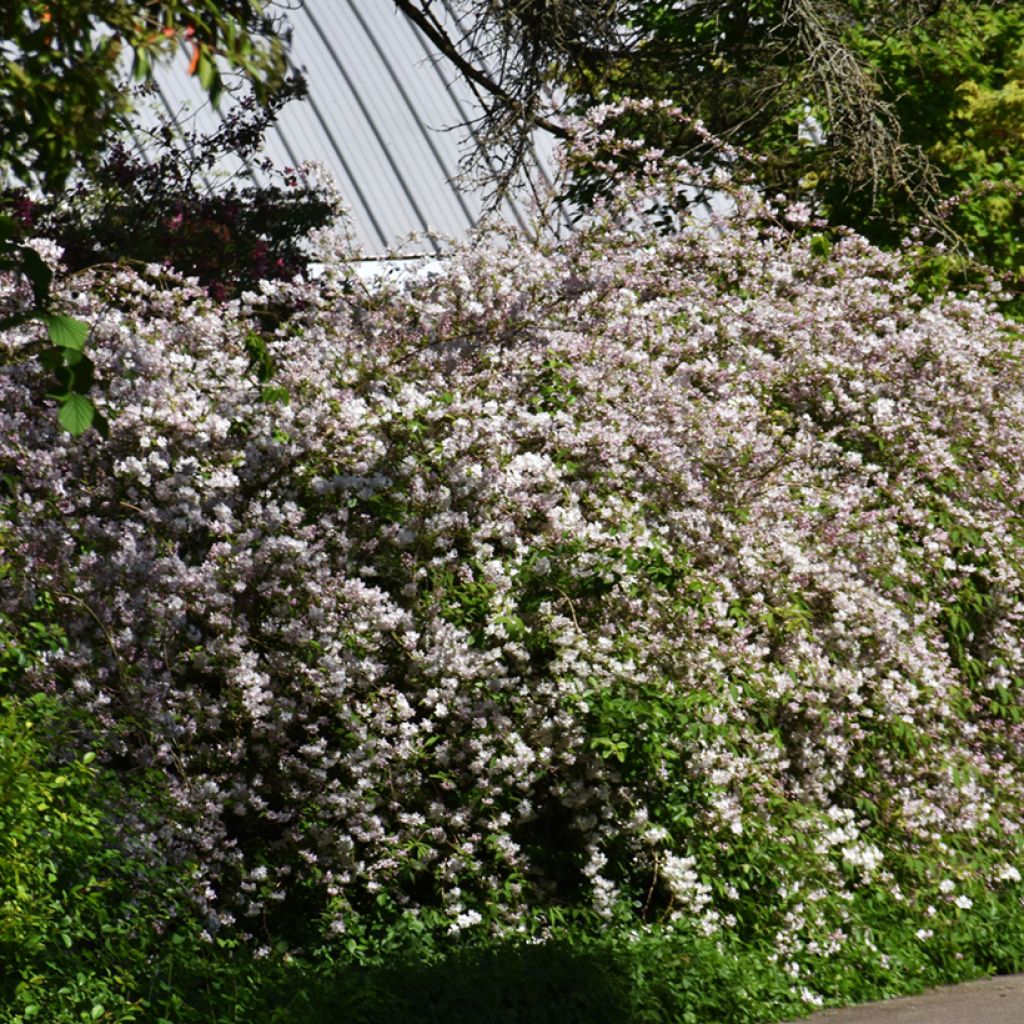 Deutzia rosea Campanulata - Bruidsbloem