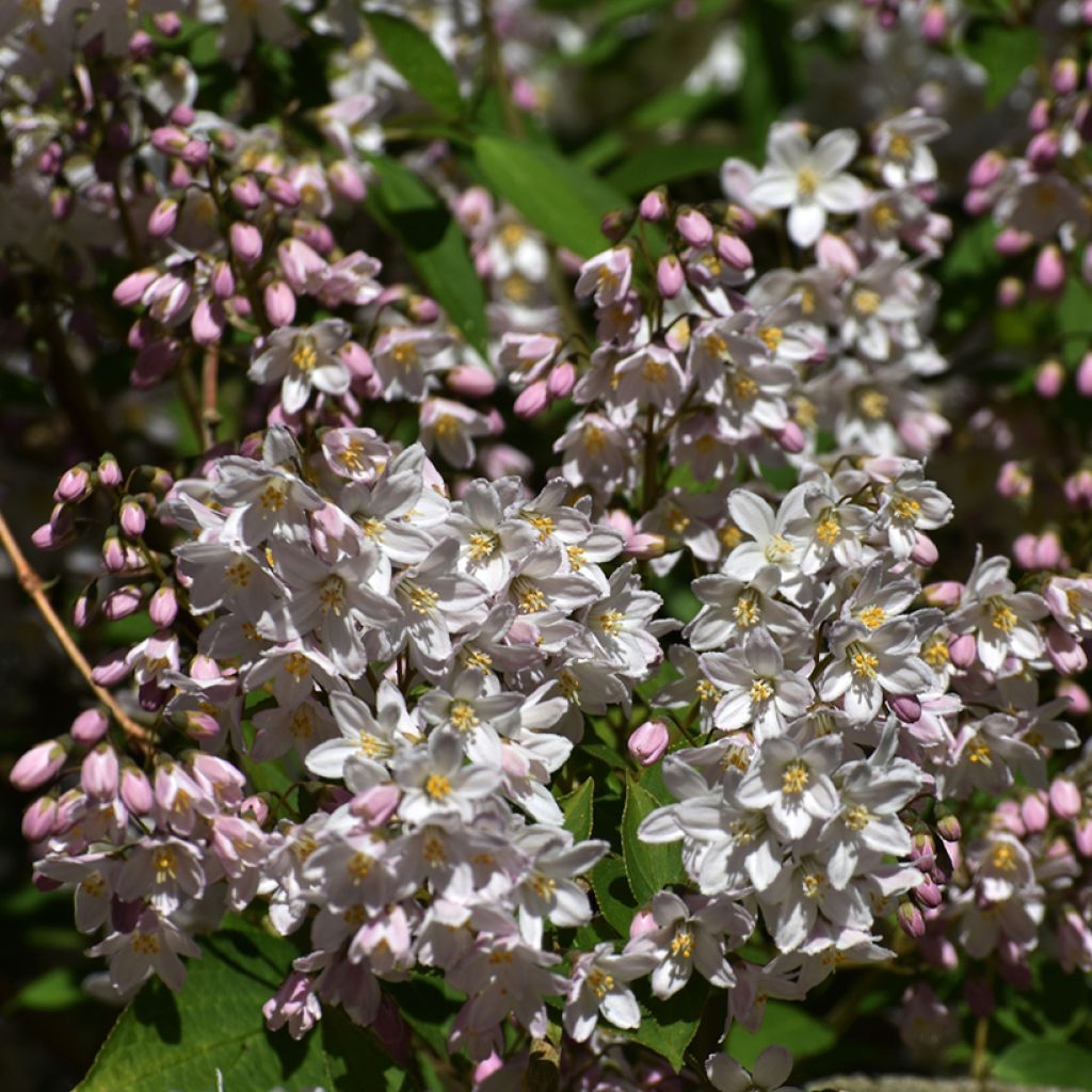 Deutzia rosea Campanulata - Bruidsbloem