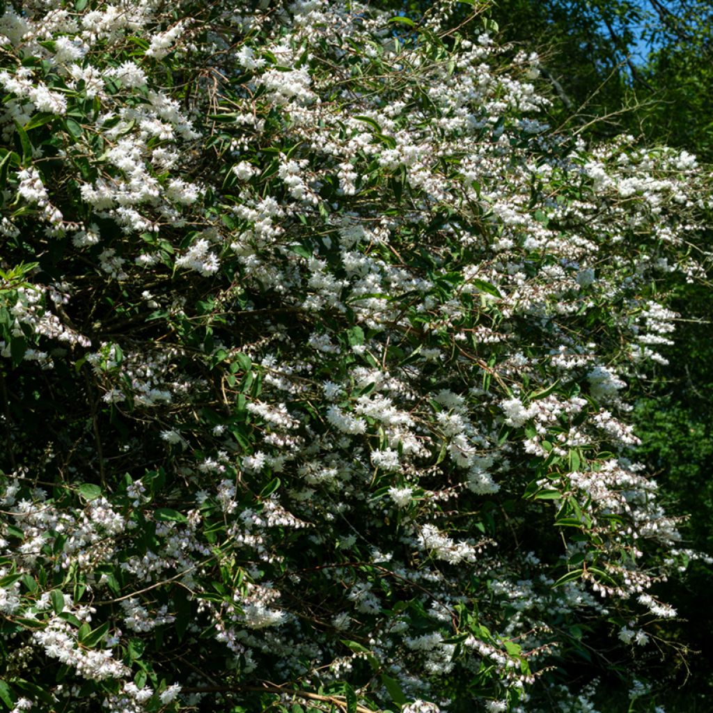Deutzia scabra Codsall Pink - Bruidsbloem