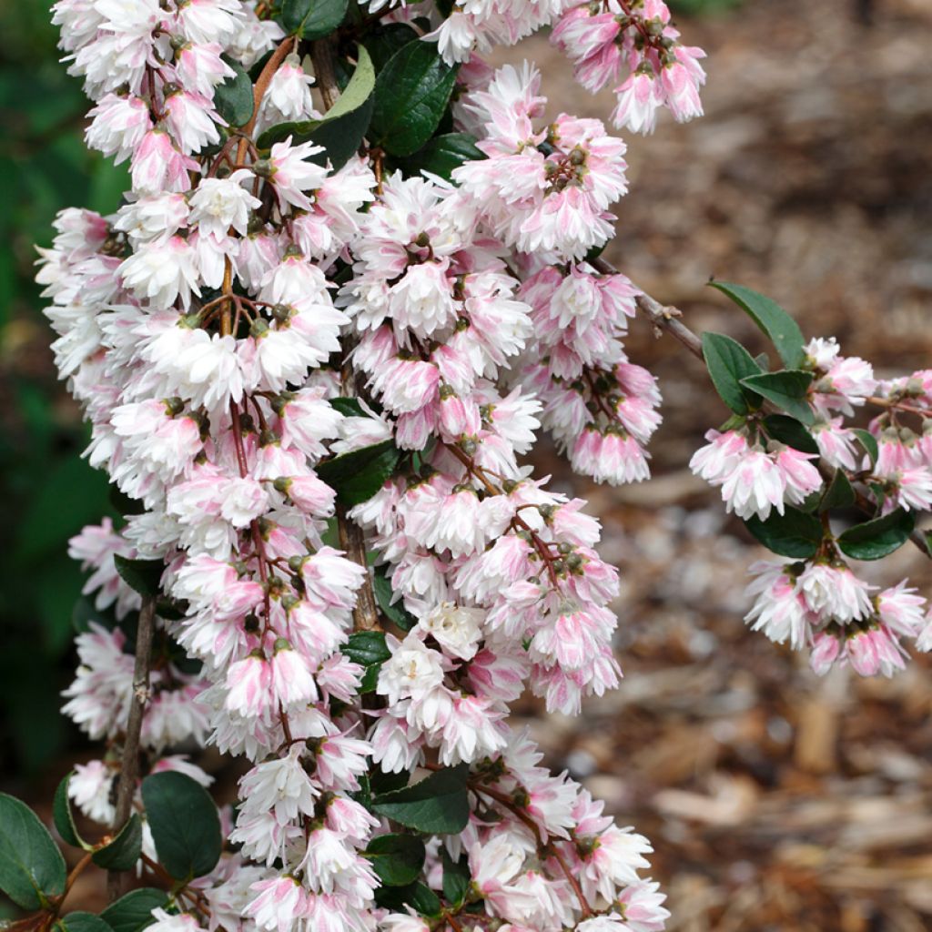 Deutzia scabra Plena - Bruidsbloem