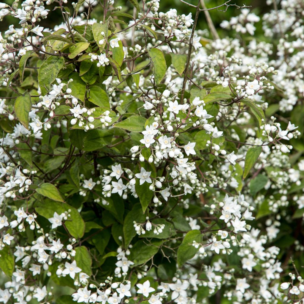 Deutzia setchuenensis Corymbiflora - Bruidsbloem