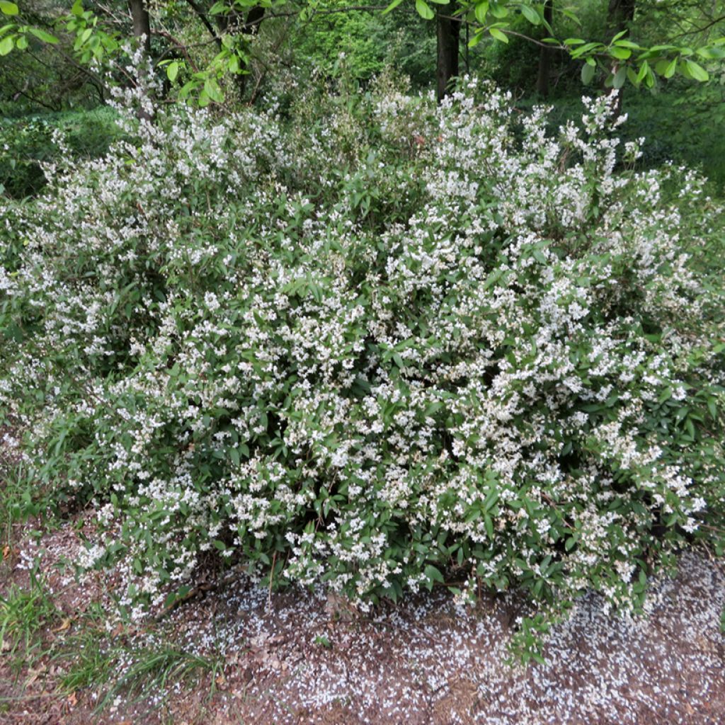 Deutzia lemoinei - Bruidsbloem