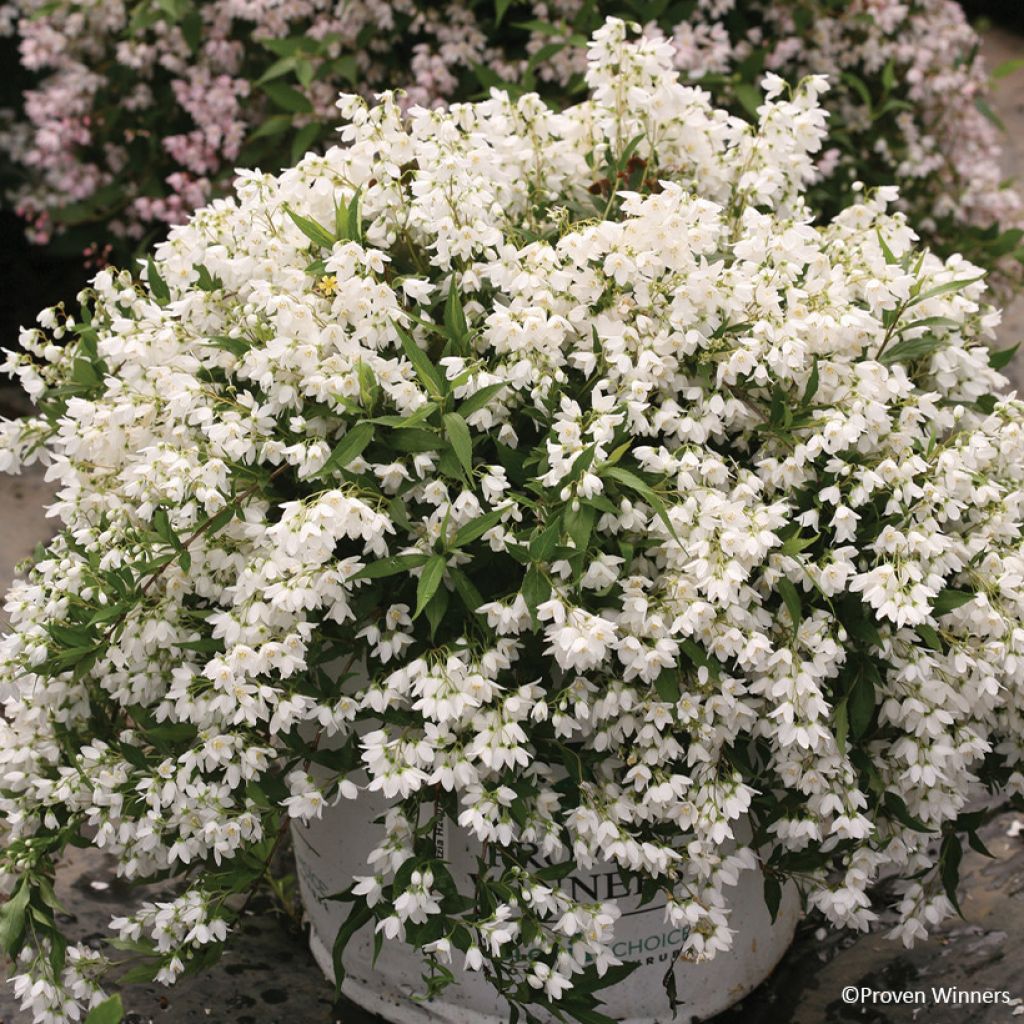 Deutzia Yuki Snowflake - Bruidsbloem