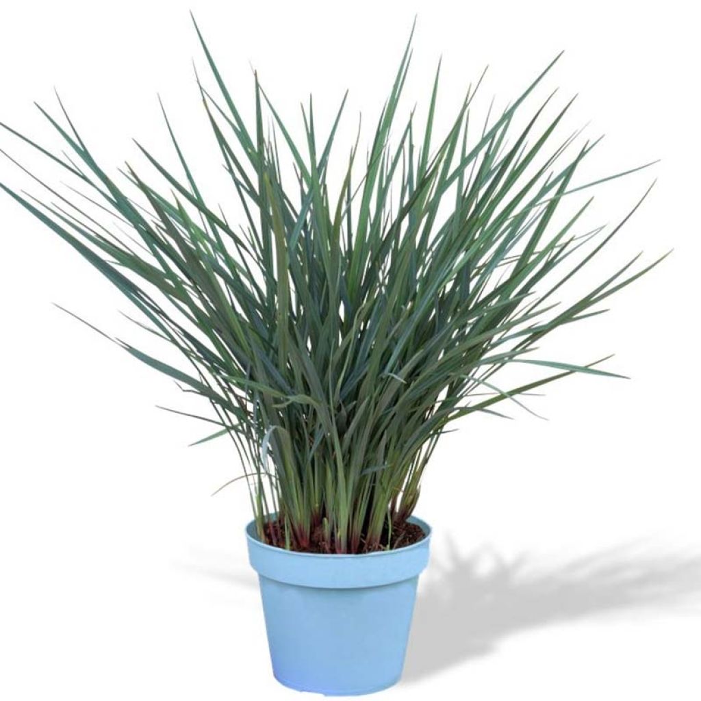 Dianella revoluta Coolvista - Tasmaanse vlaslelie