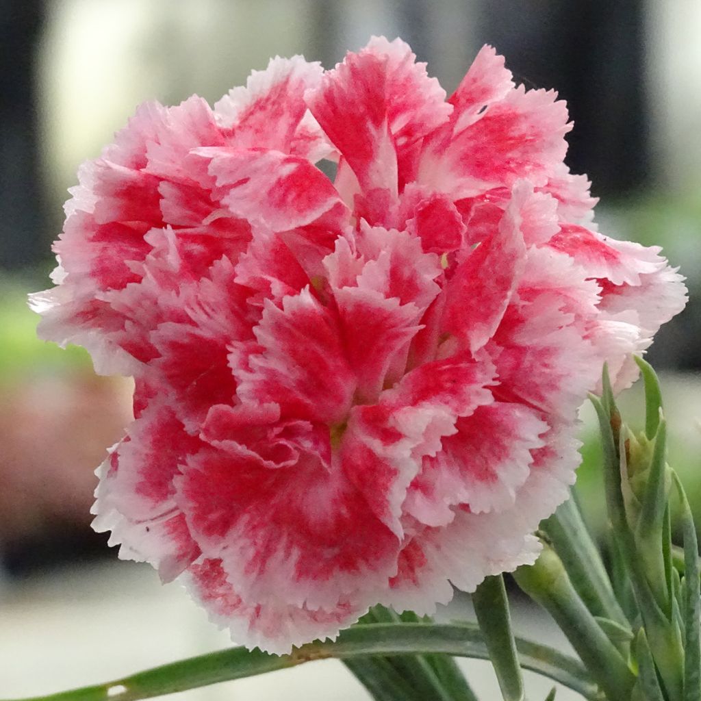 Dianthus Scent First Coral Reef - Grasanjer