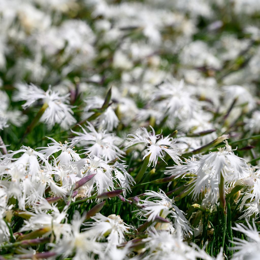 Dianthus arenarius - Zandanjelier
