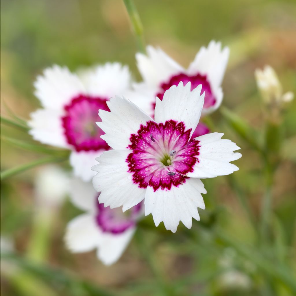 Dianthus deltoides Arctic Fire - Steenanjer