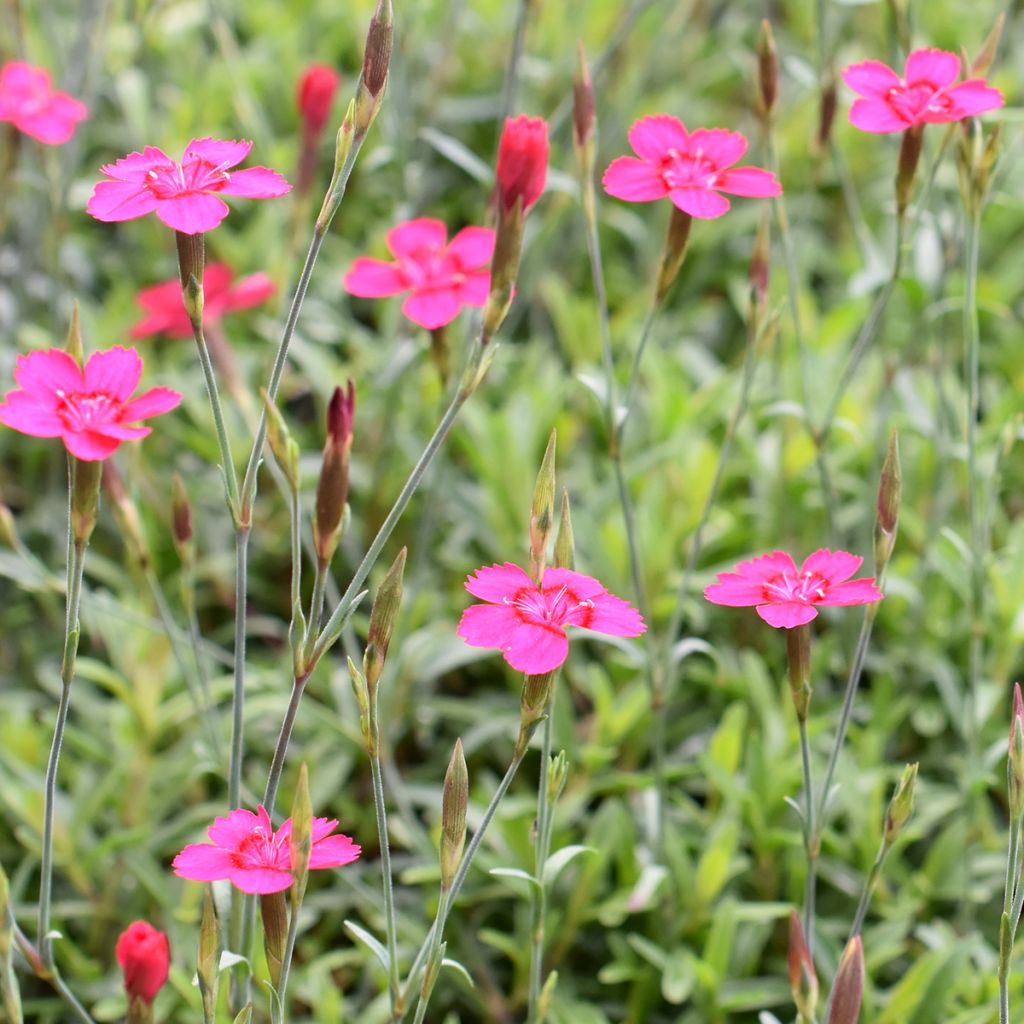 Dianthus deltoides - Steenanjer