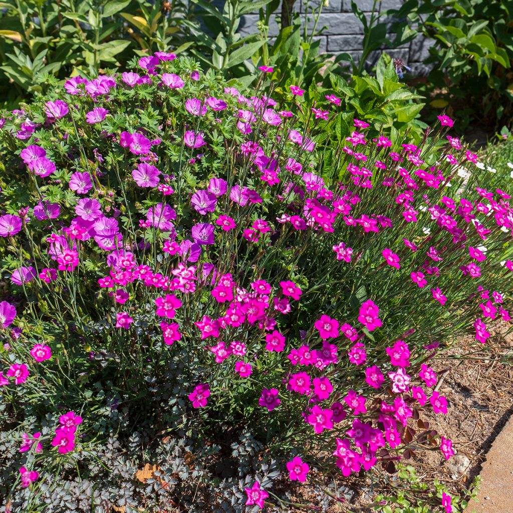 Dianthus deltoides - Steenanjer