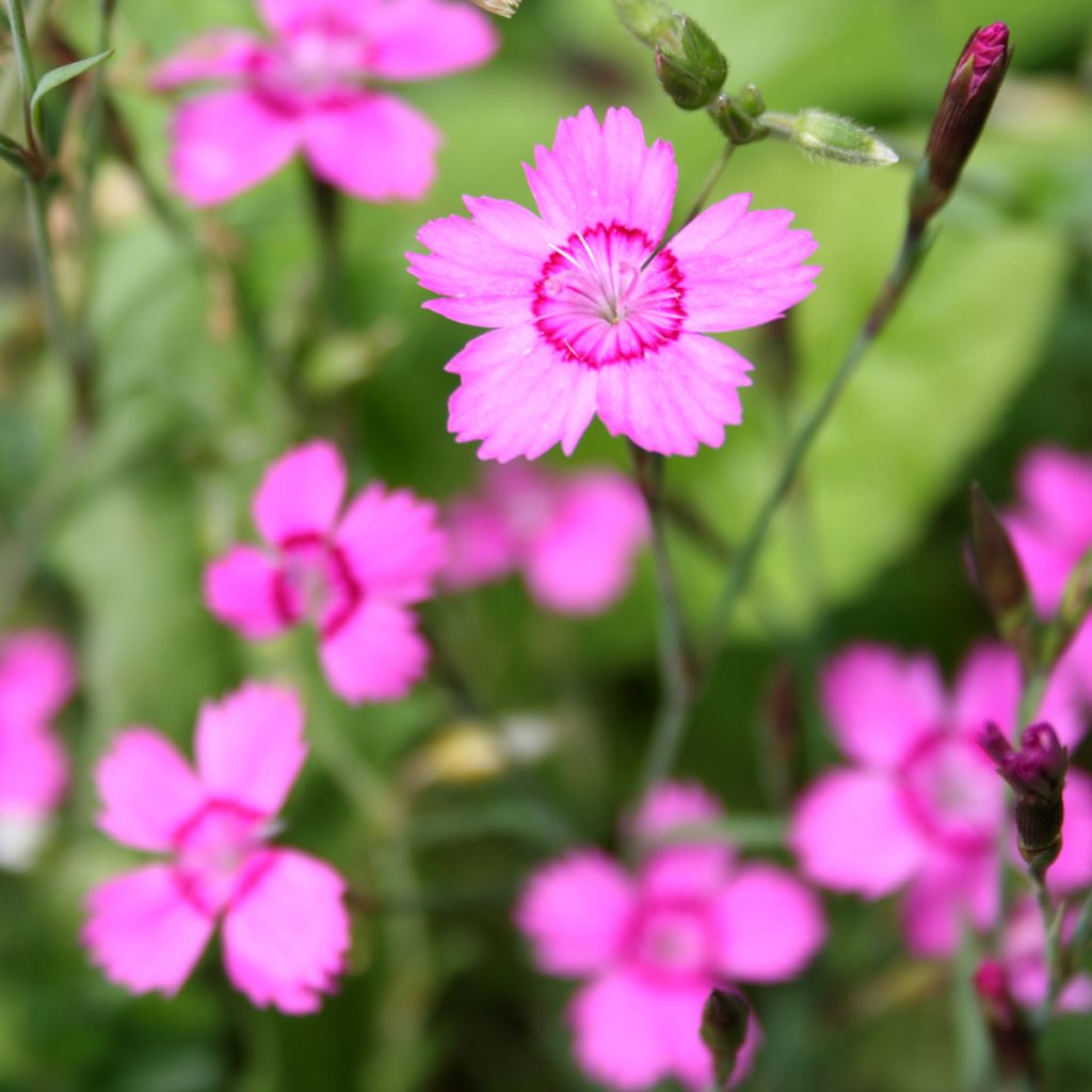 Dianthus deltoides - Steenanjer
