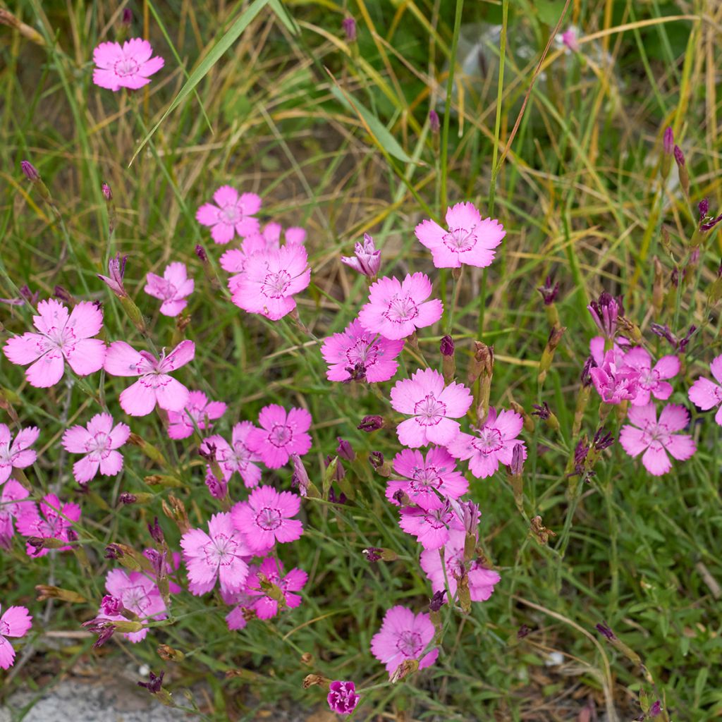 Dianthus deltoides - Steenanjer