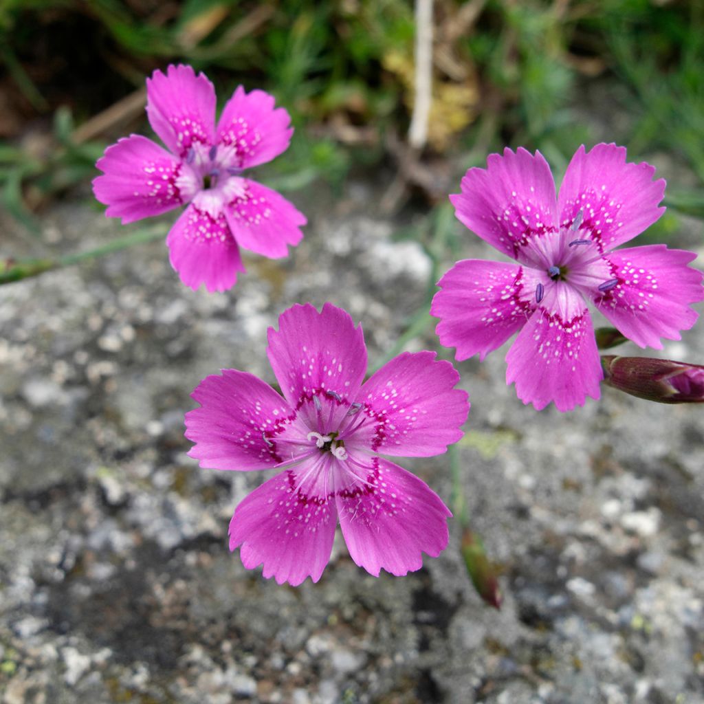 Dianthus deltoides - Steenanjer
