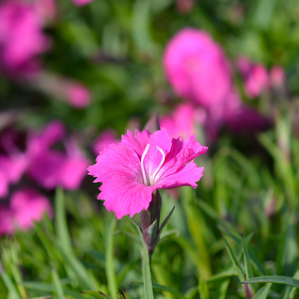 Dianthus gratianopolitanus Kahori - Rotsanjer