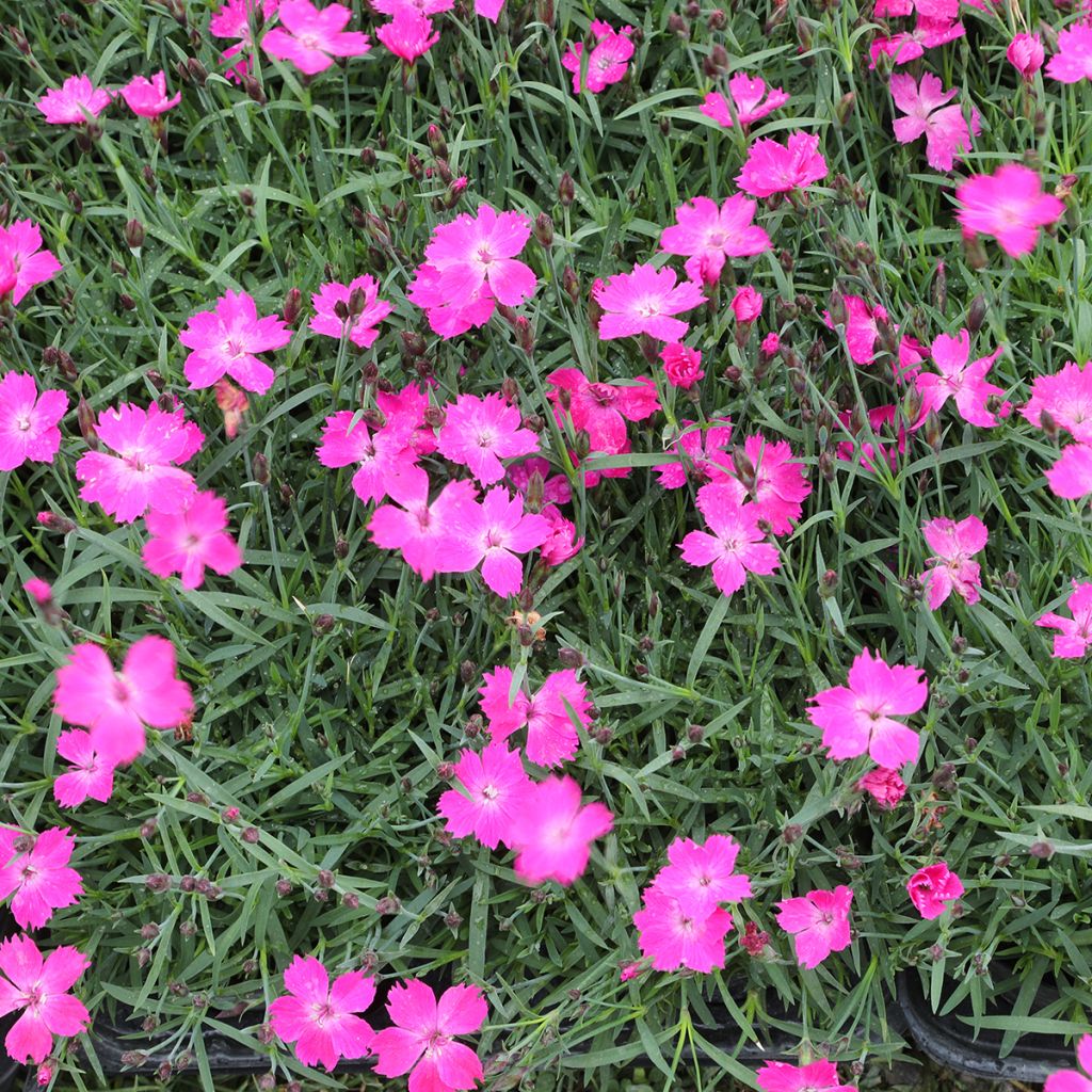 Dianthus gratianopolitanus Kahori - Rotsanjer