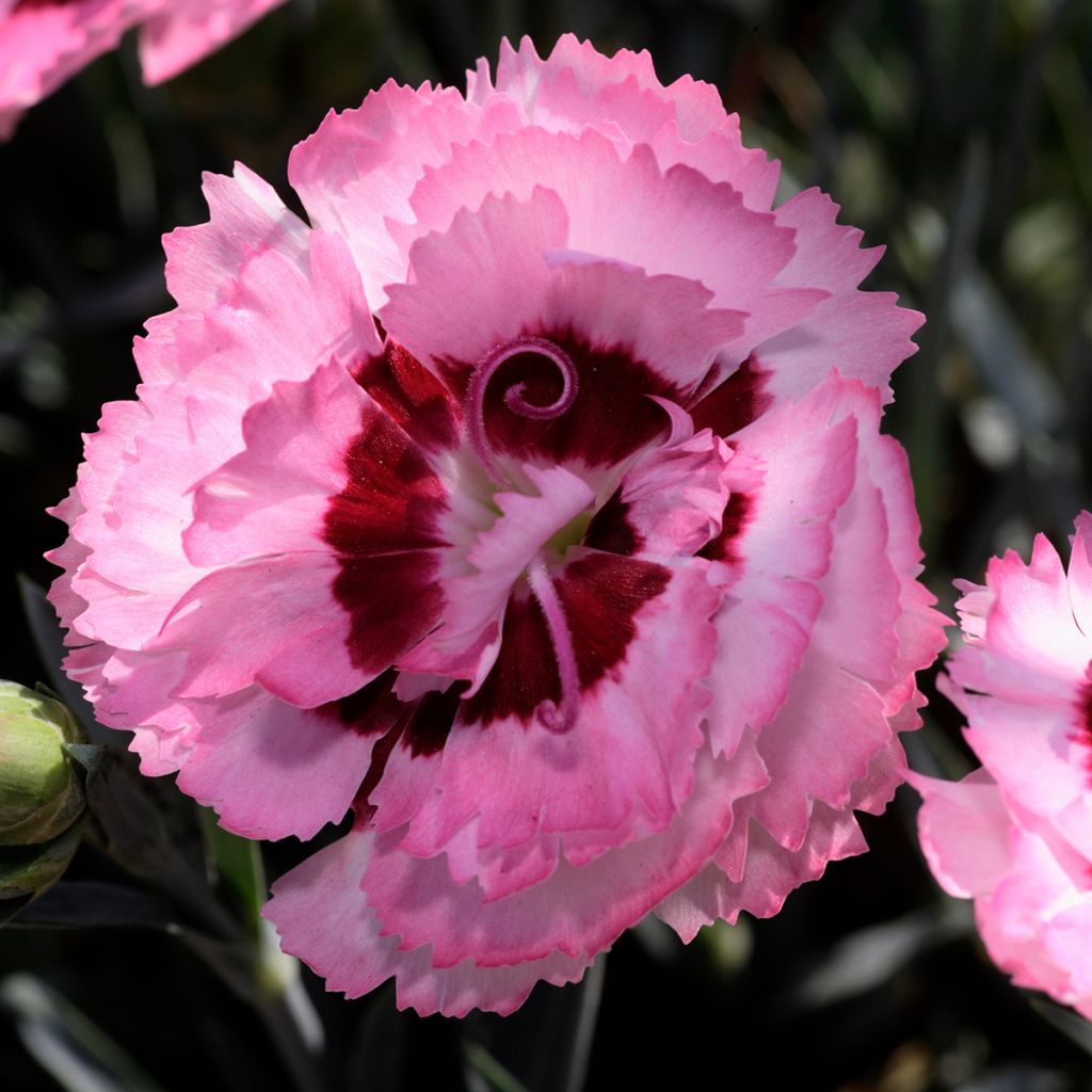 Dianthus plumarius Scent First Raspberry Sundae - Grasanjer