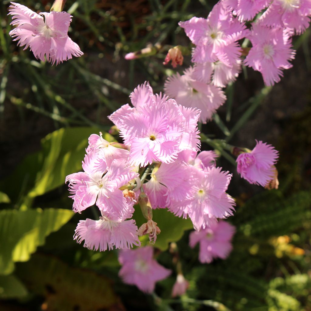 Dianthus spiculifolius - Anjer
