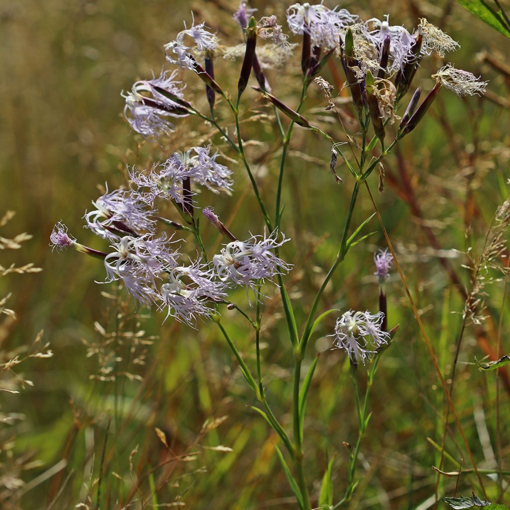 Dianthus superbus - Prachtanjer