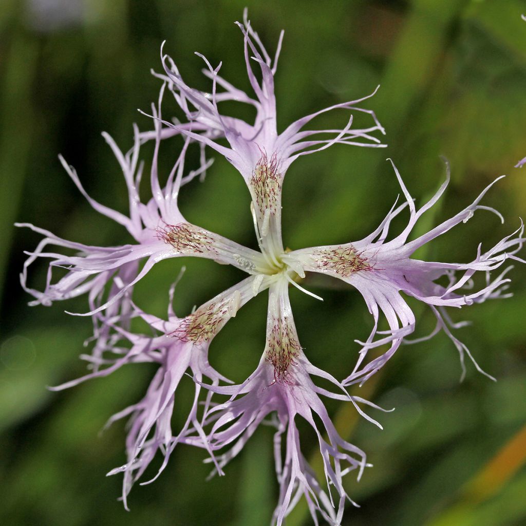 Dianthus superbus - Prachtanjer