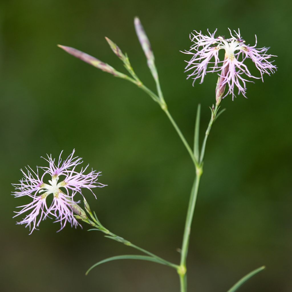 Dianthus superbus - Prachtanjer