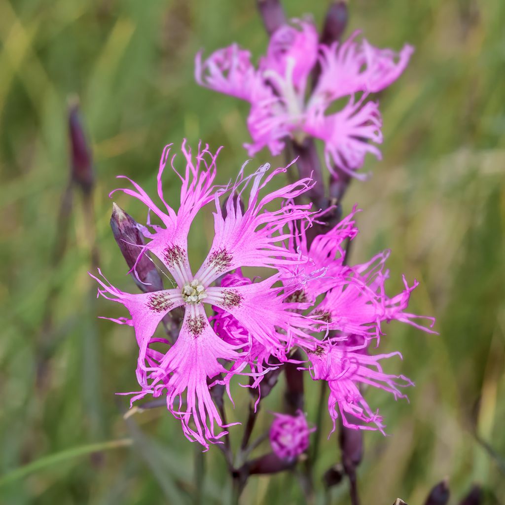 Dianthus superbus Primadonna - Prachtanjer