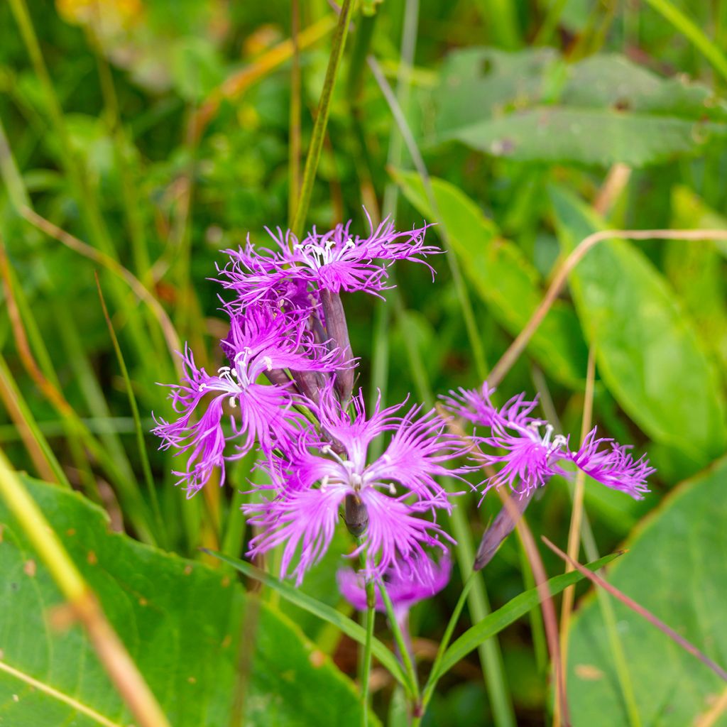 Dianthus superbus Primadonna - Prachtanjer