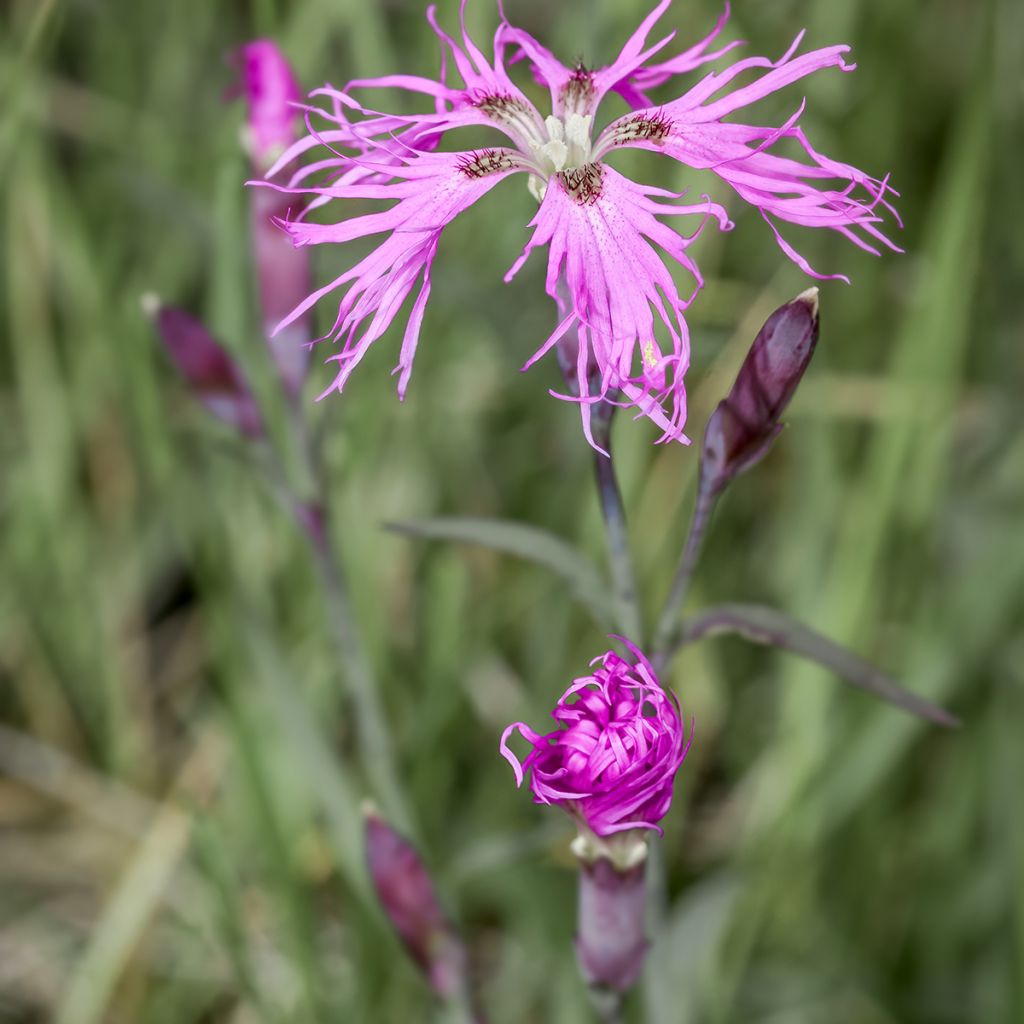 Dianthus superbus Primadonna - Prachtanjer