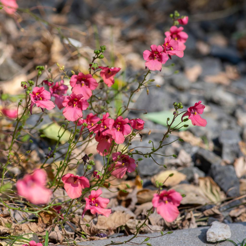 Diascia fetcaniensis - Elfenspoor