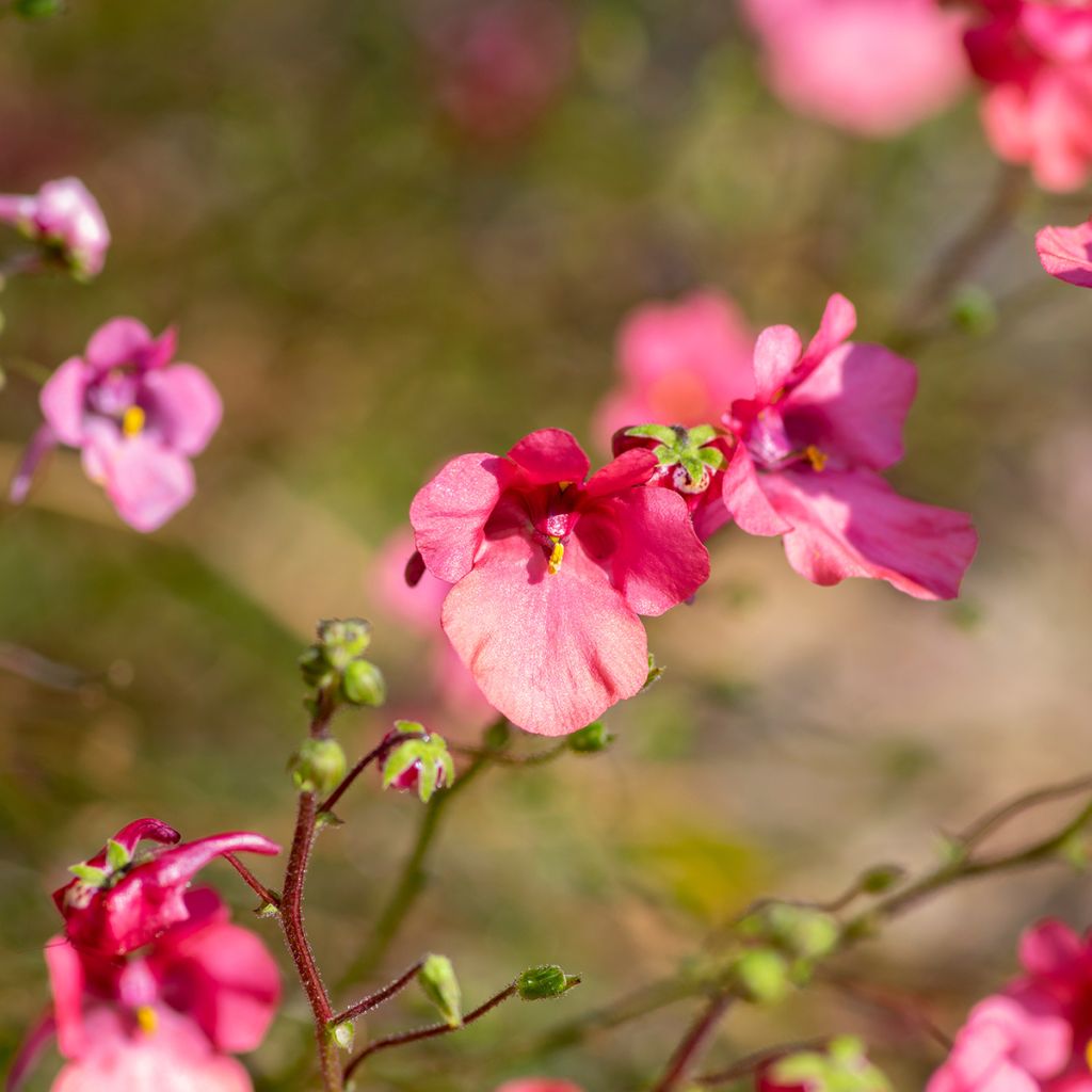 Diascia fetcaniensis - Elfenspoor