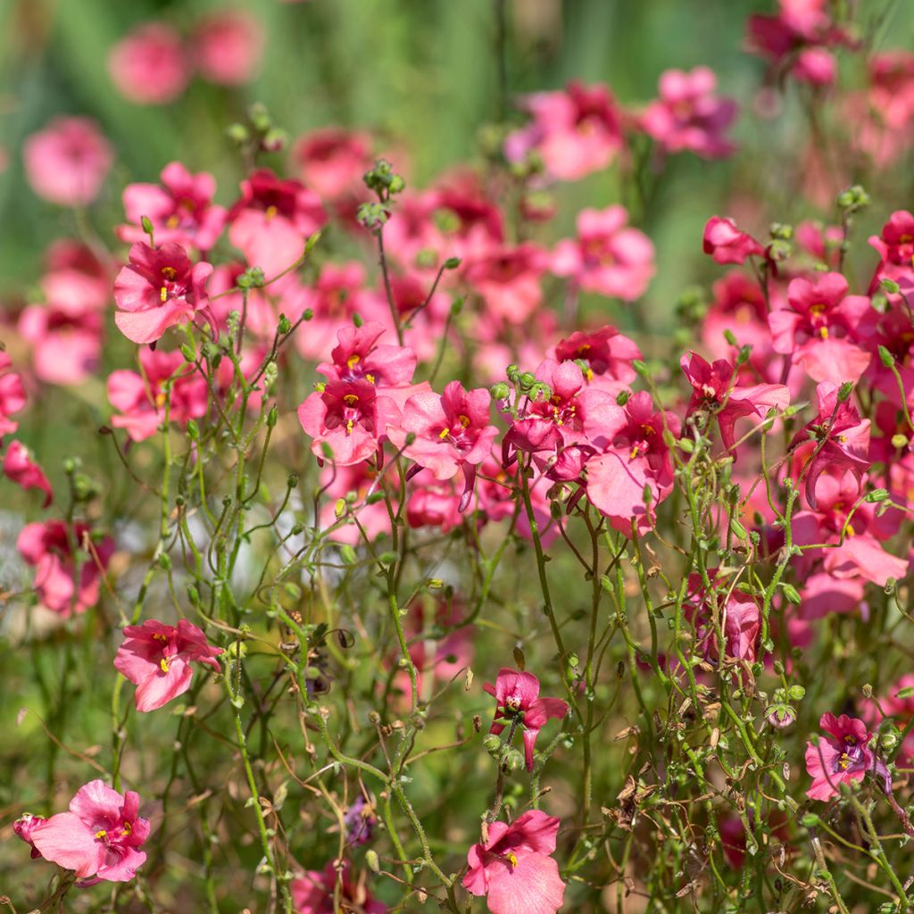 Diascia fetcaniensis - Elfenspoor