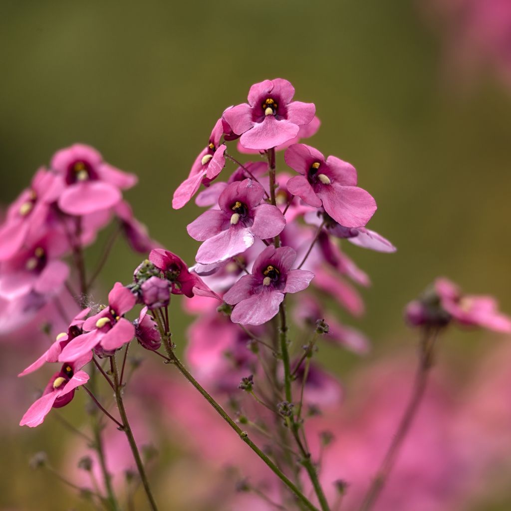 Diascia personata - Elfenspoor