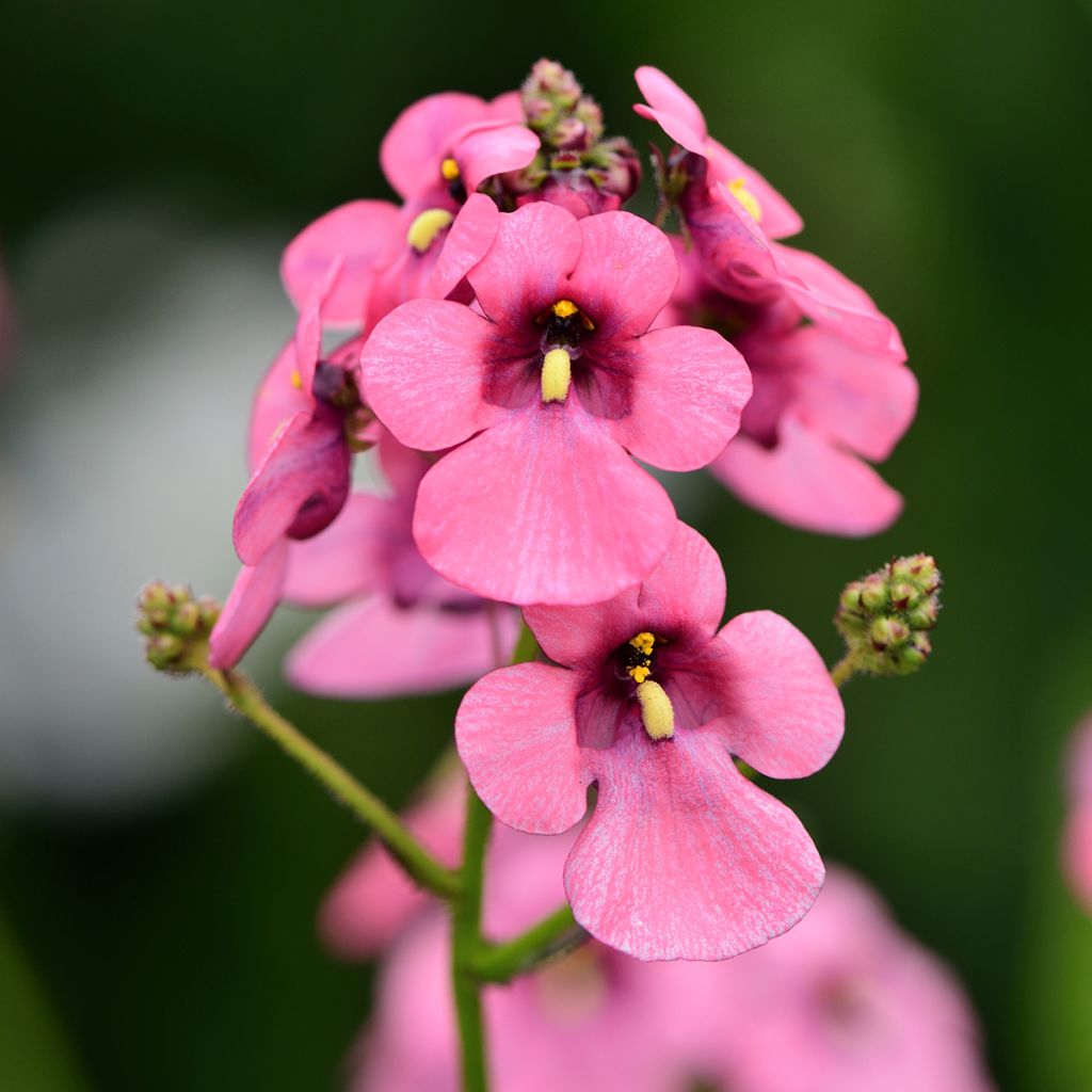 Diascia personata - Elfenspoor