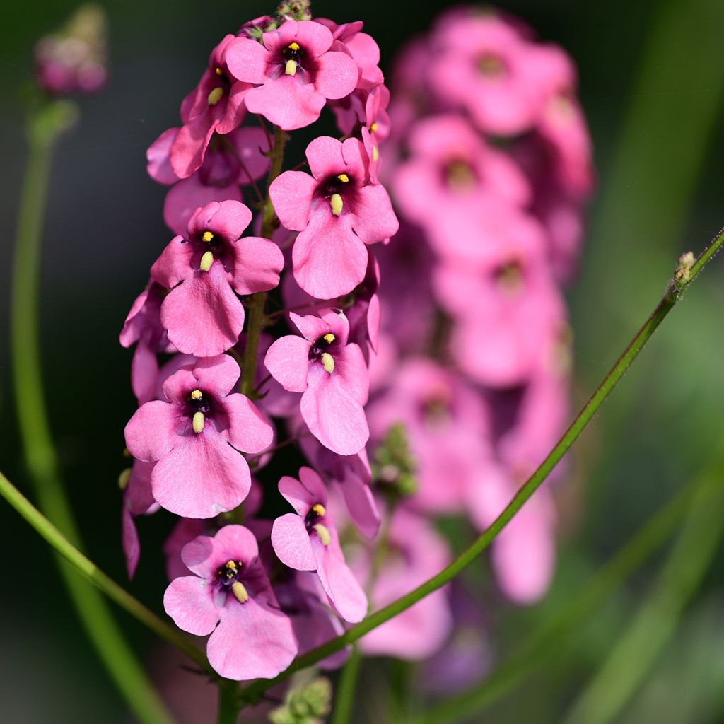 Diascia personata - Elfenspoor