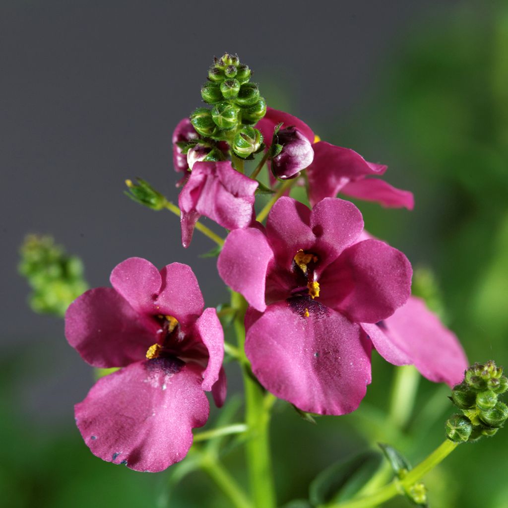 Diascia personata - Elfenspoor